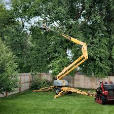 Best Tree Maintenance Programs  in South Amboy, NJ