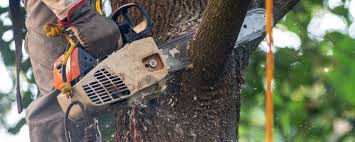 Best Fruit Tree Pruning  in South Amboy, NJ