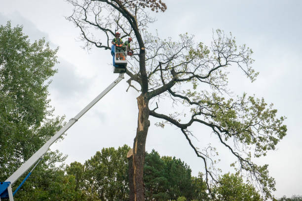 Best Palm Tree Trimming  in South Amboy, NJ