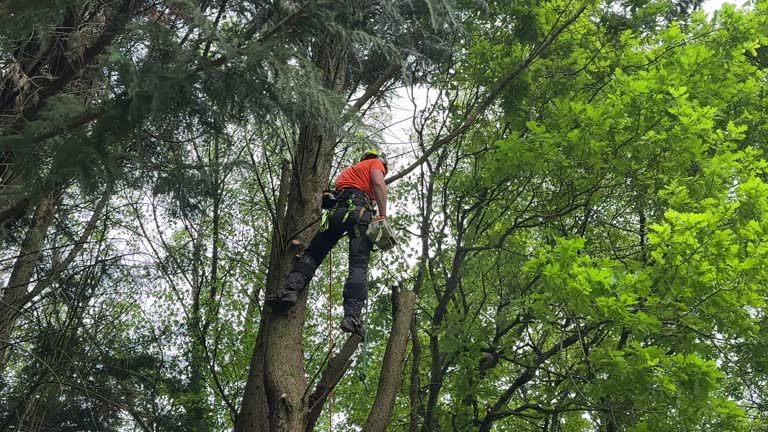 Best Hazardous Tree Removal  in South Amboy, NJ