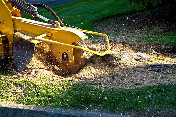 Leaf Removal in South Amboy, NJ